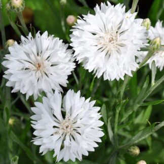 Cornflower Plant - Centaurea Cyanus Ball White - Cornflower