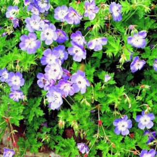 Geranium Wallichianum Bloom Me Away
