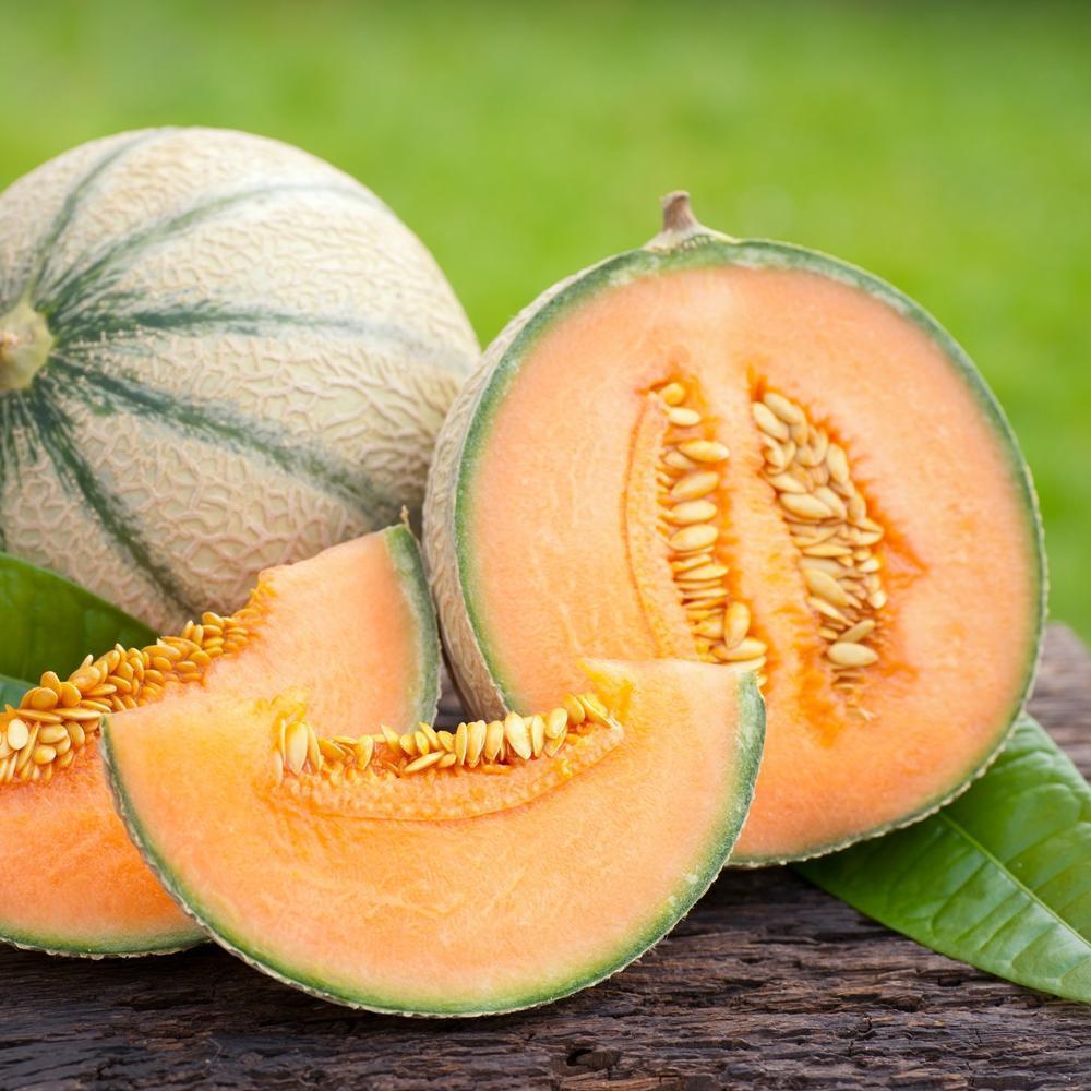Melon Plant 'Malaga'