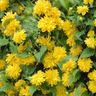 Kerria Japonica Pleniflora - Large