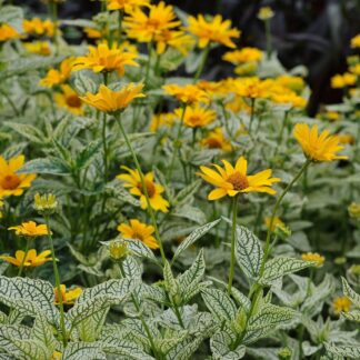 Heliopsis Sunburst