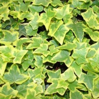 Hedera Helix Goldchild - Golden Variegated Ivy Circa 80-100cm