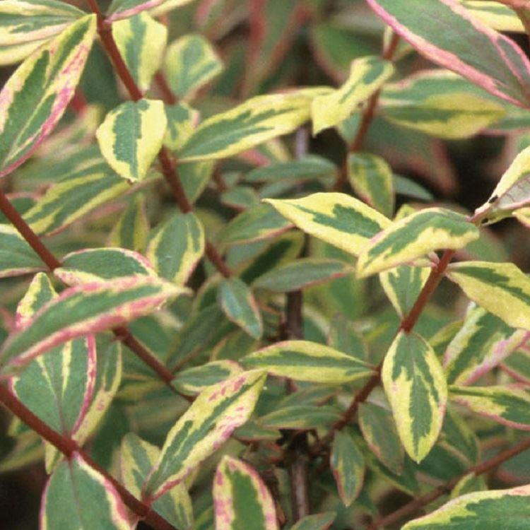 Hypericum Moserianum Tri-Color - St Johns Wort