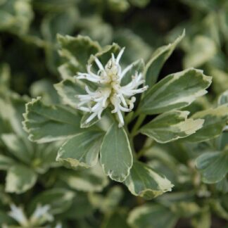 Pachysandra Terminalis Variegata - Variegated Japanese Spurge