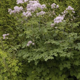 Thalictrum Aquilegifolium