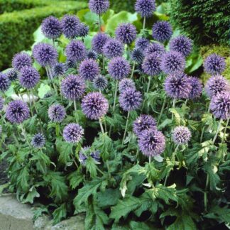Echinops Bannaticus 'Blue Globe'
