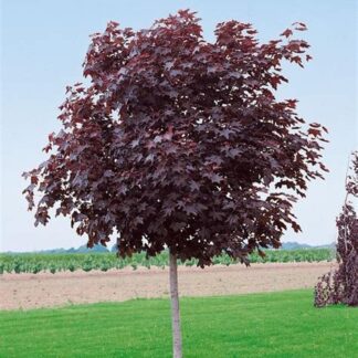Acer Platanoides 'Crimson Sentry' - Purple Norway Maple - Circa 200-220cm Tall