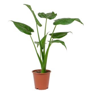 Alocasia Cucullata - Tropical Elephant Ear - Taro Alocasia - 60cm