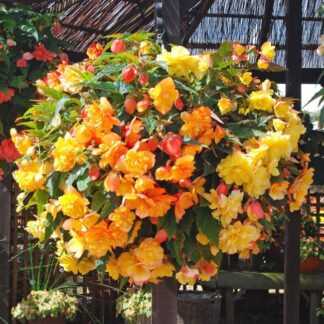 Begonia Illumination Apricot Shades - in Bud & Bloom