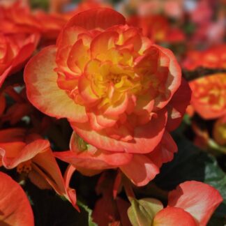 Begonia Non Stop Fire - in Bud & Bloom