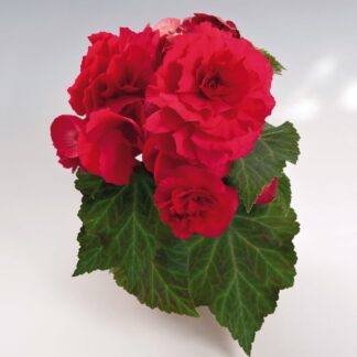 Begonia Non Stop Deep Rose