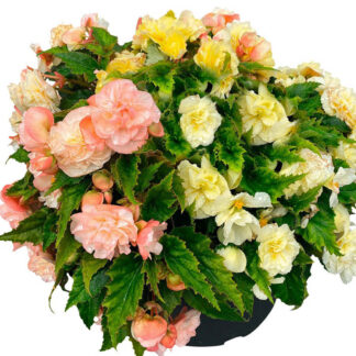 Begonia Non Stop Joy Peaches & Dreams - in Bud & Bloom