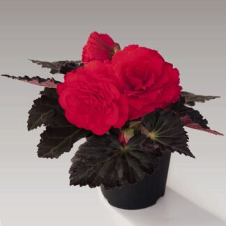 Begonia Non Stop Mocca Cherry - in Bud & Bloom