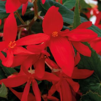 Begonia Groovy Red - in Bud & Bloom
