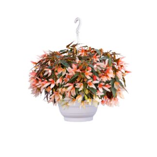 Begonia Groovy Salmon - in Bud & Bloom