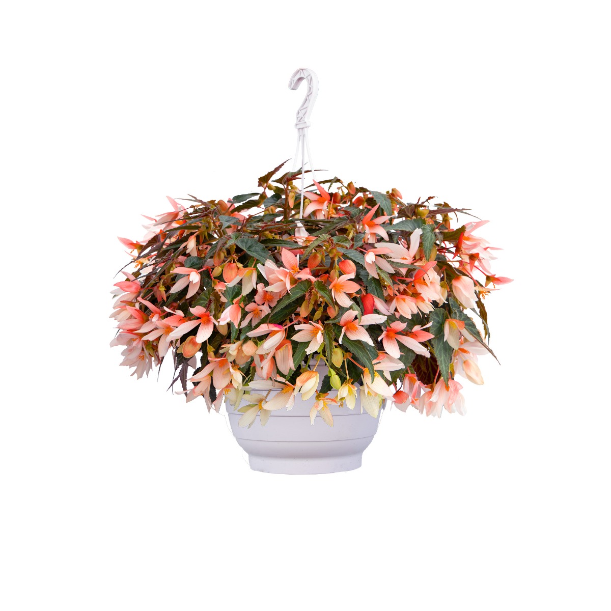 Begonia Groovy Salmon - in Bud & Bloom