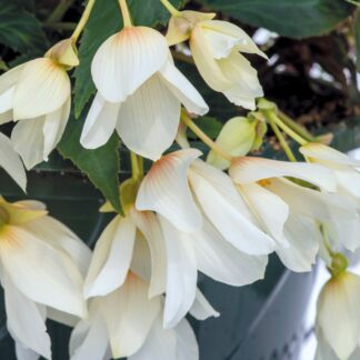 Begonia Groovy White - in Bud & Bloom