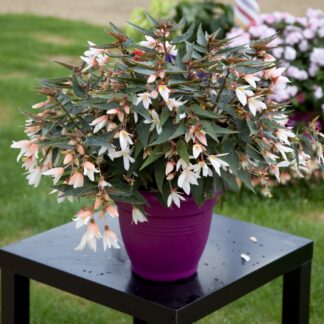 Begonia Bossa Nova Pure White - in Bud & Bloom