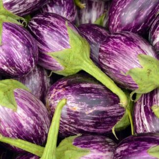 Aubergine Plant 'Listada De Gandia'