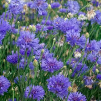Cornflower Plant - Centaurea Cyanus Victoria (Blue Maid) - Cornflower