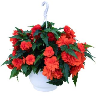 Begonia Non Stop Joy Orange - in Bud & Bloom