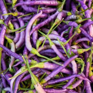 Chilli Pepper Plant 'Hot Buena Mulata'