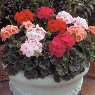 Large Geranium Bullseye Mixed - Pelargonium - in Bud & Bloom