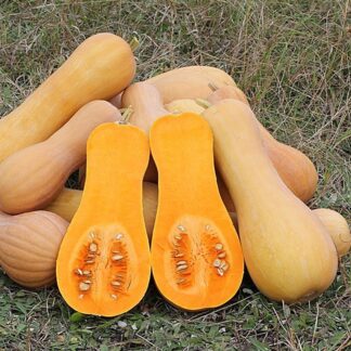 Butternut Squash Plant 'Waltham'