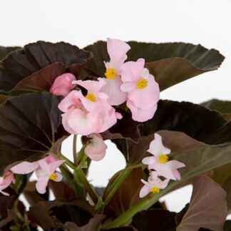 Begonia Stonehedge Light Pink Bronze Leaf