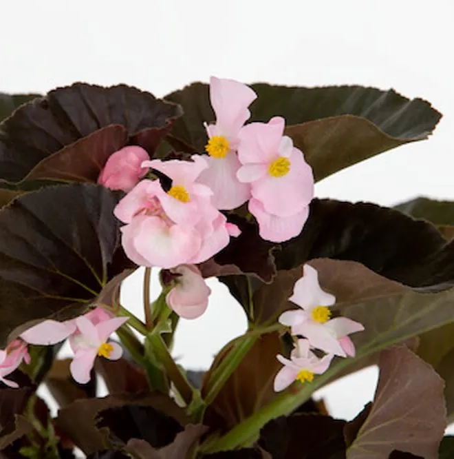 Begonia Stonehedge Light Pink Bronze Leaf - in Bud & Bloom