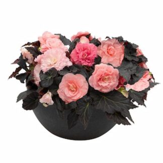 Begonia Non Stop Mocca Light Pink Shades - in Bud & Bloom