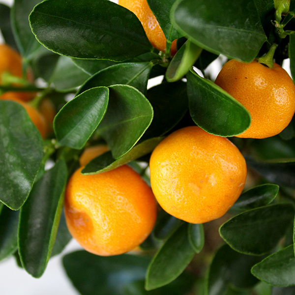 Giant Calamondin Orange Tree - Mediterranean Citrus Calamondin Tree XXXL - Large Specimen - Circa 140-180cms Tall