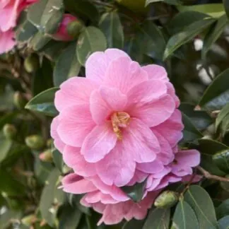 Camellia x Williamsii 'Dr. Ralph Watkins'