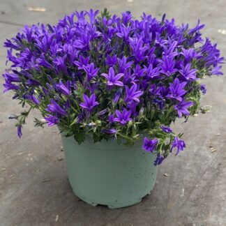 Campanula Portenschlagiana Catharina - in Bud & Bloom