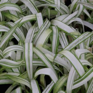 Carex Siderostica 'Shiro'