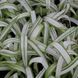 Carex Siderostica 'Shiro'
