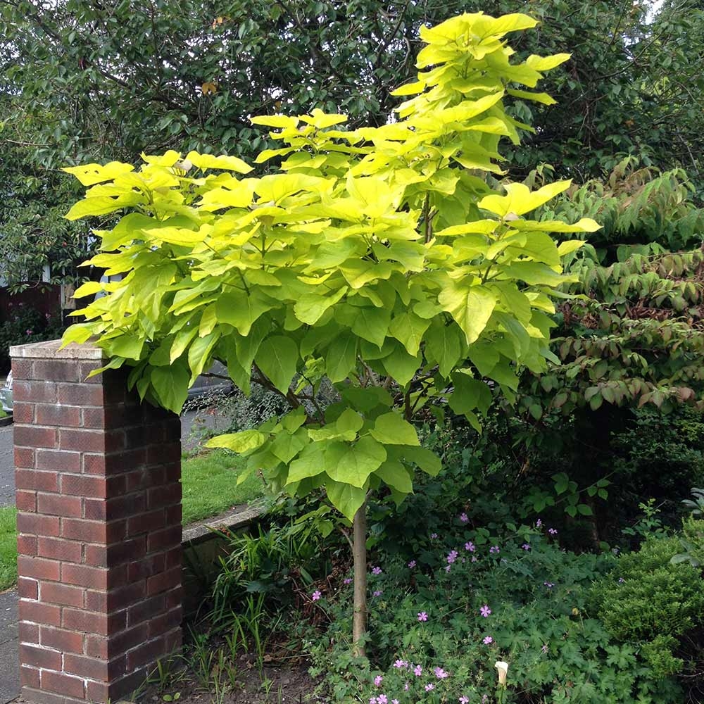Catalpa Bignoides Aurea - Golden Indian Bean Tree Standard Circa 130-150cm Tall