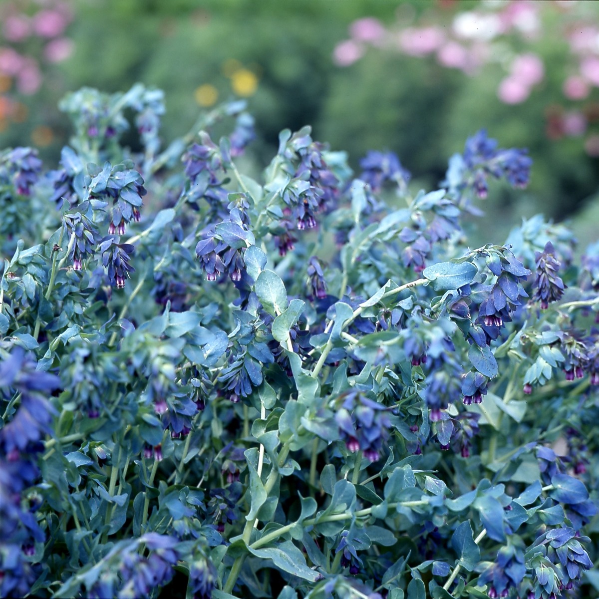 Cerinthe Major Purpurascens 'Kiwi Blue'