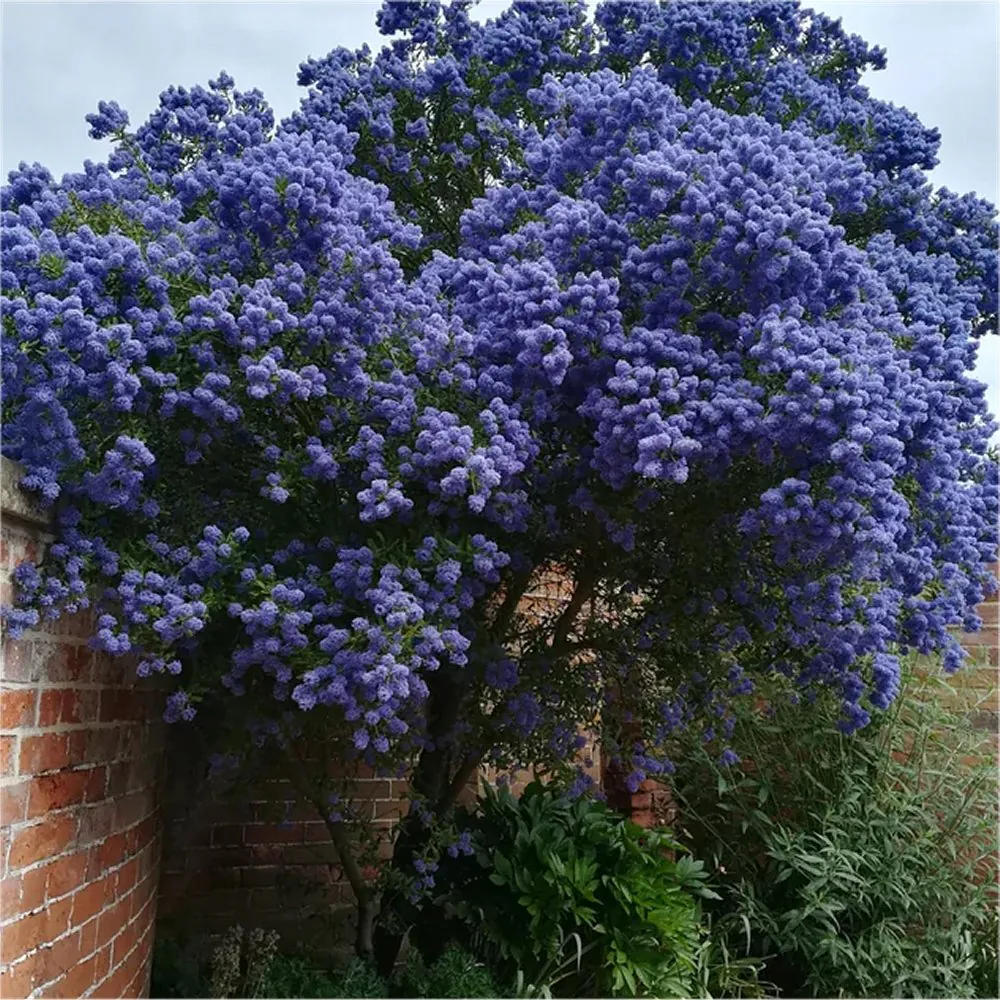 Ceanothus Yankee Point - Californian Lilac Standard Tree - Circa 140-160cm