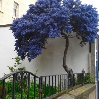Large Ceanothus Thyrsiflorus Repens - Californian Lilac Tree - Circa 140-160cm