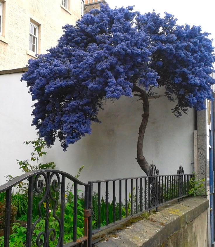 Large Ceanothus Thyrsiflorus Repens - Californian Lilac Tree - Circa 140-160cm