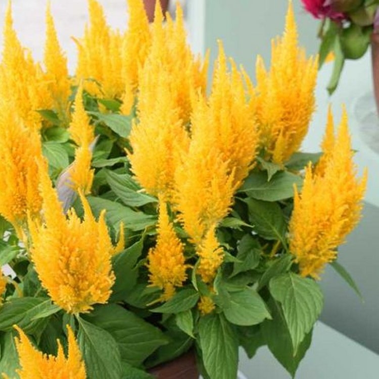 Celosia Plumosa 'Fresh Look Yellow'