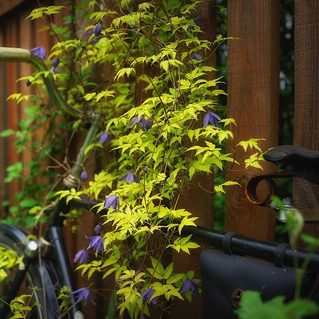 Clematis Alpina 'Stolwijk Gold'