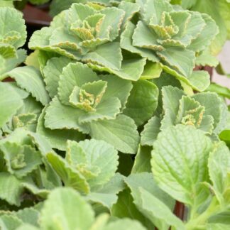 Coleus Canina (Plectranthus Caninus) - Piss Off Plant - Scaredy Cat Plants
