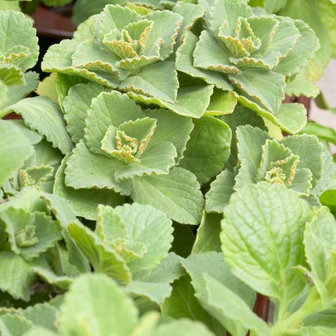 Coleus Canina (Plectranthus Caninus) - Piss Off Plant - Scaredy Cat Plants