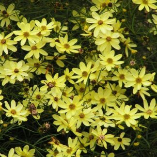 Coreopsis Moonbeam - Tickseed