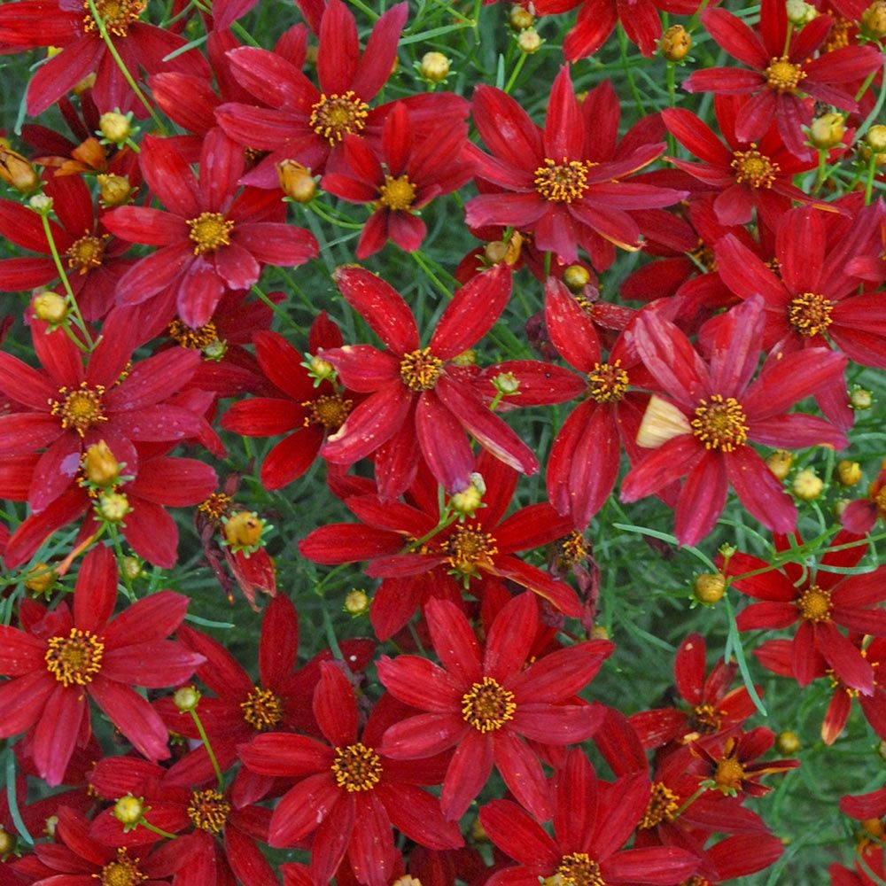 Coreopsis Verticillata Sizzle & Spice 'Hot Paprika'