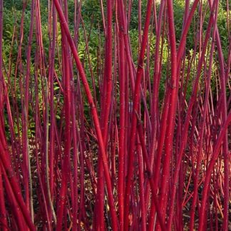 Cornus Alba Sibirica Varigata (Elegantissima) - 150-180cm