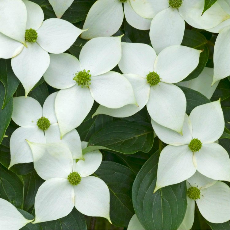 Cornus Kousa Milky Way - Chinese Dogwood - Large