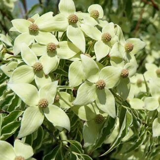 Cornus Kousa 'Samaritan' -  Chinese Dogwood Tree